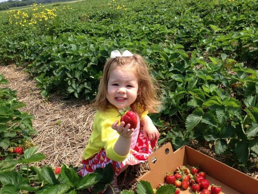 Du lịch Mỹ - Trang trại dâu tây U-Pick ở San Diego