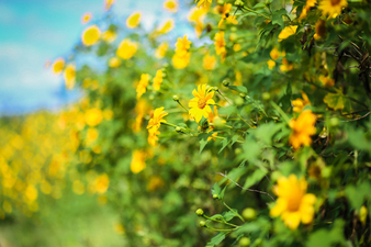 du lịch mùa hoa dã quỳ