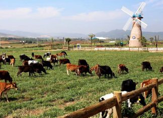 Điểm đến lãng mạn cho các cặp đôi du lịch Đà Lạt - Dalat Milk farm