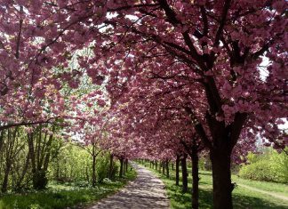 Nên đi du lịch Đức vào tháng nào đẹp nhất?