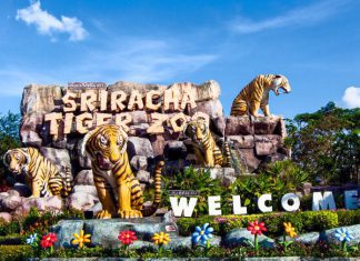 Du lịch Thái Lan: Vườn hổ Sriracha Tiger Zoo có gì hay?