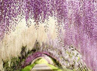 Du lịch Nhật Bản để khám phá công viên hoa tử đằng nở rực rỡ